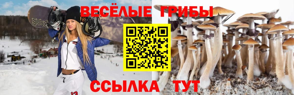 Галлюциногенные грибы Psilocybine cubensis Саров